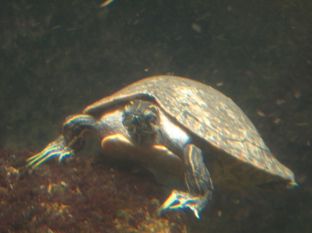 Jerry the sea turtle