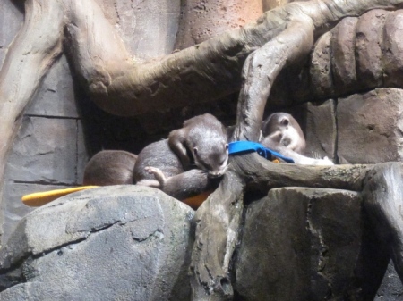 CUTEST chinese otters. Those frisky little things
